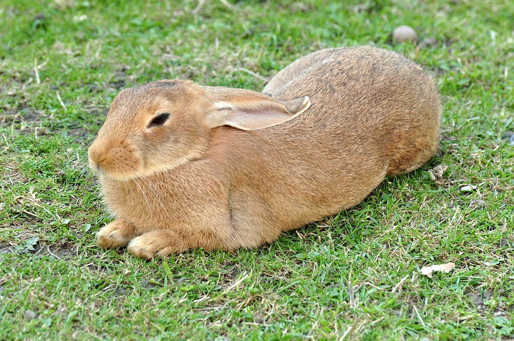 Ufenau - Oryctolagus cuniculus 2011-07-25 17-33-40.jpg