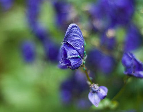 A spike of blue flowers shaped like helmets.