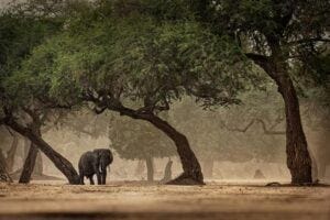 Humans learned to thrive in a variety of African environments before their successful expansion into Eurasia roughly 50,000 years ago.
