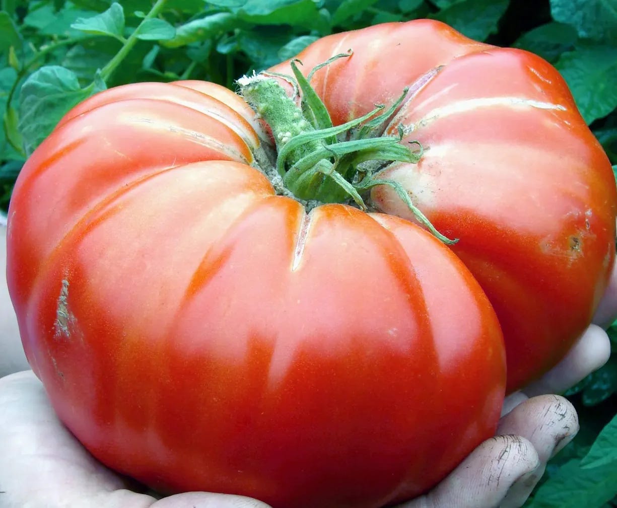 A watermelon beefsteak tomato.