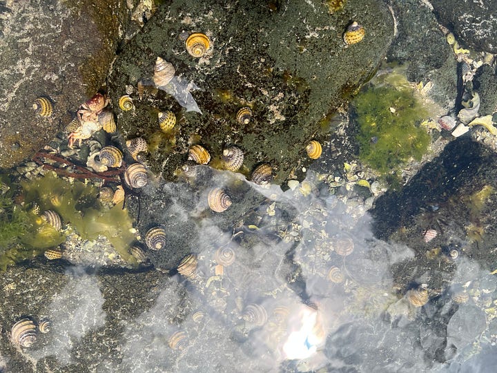 Intertidal pools and coastal tea tree forest.