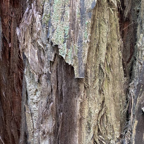 close up views of redwood tree bark and clover