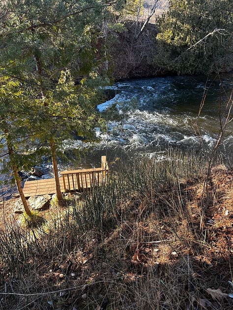 river with native grasses and saplings