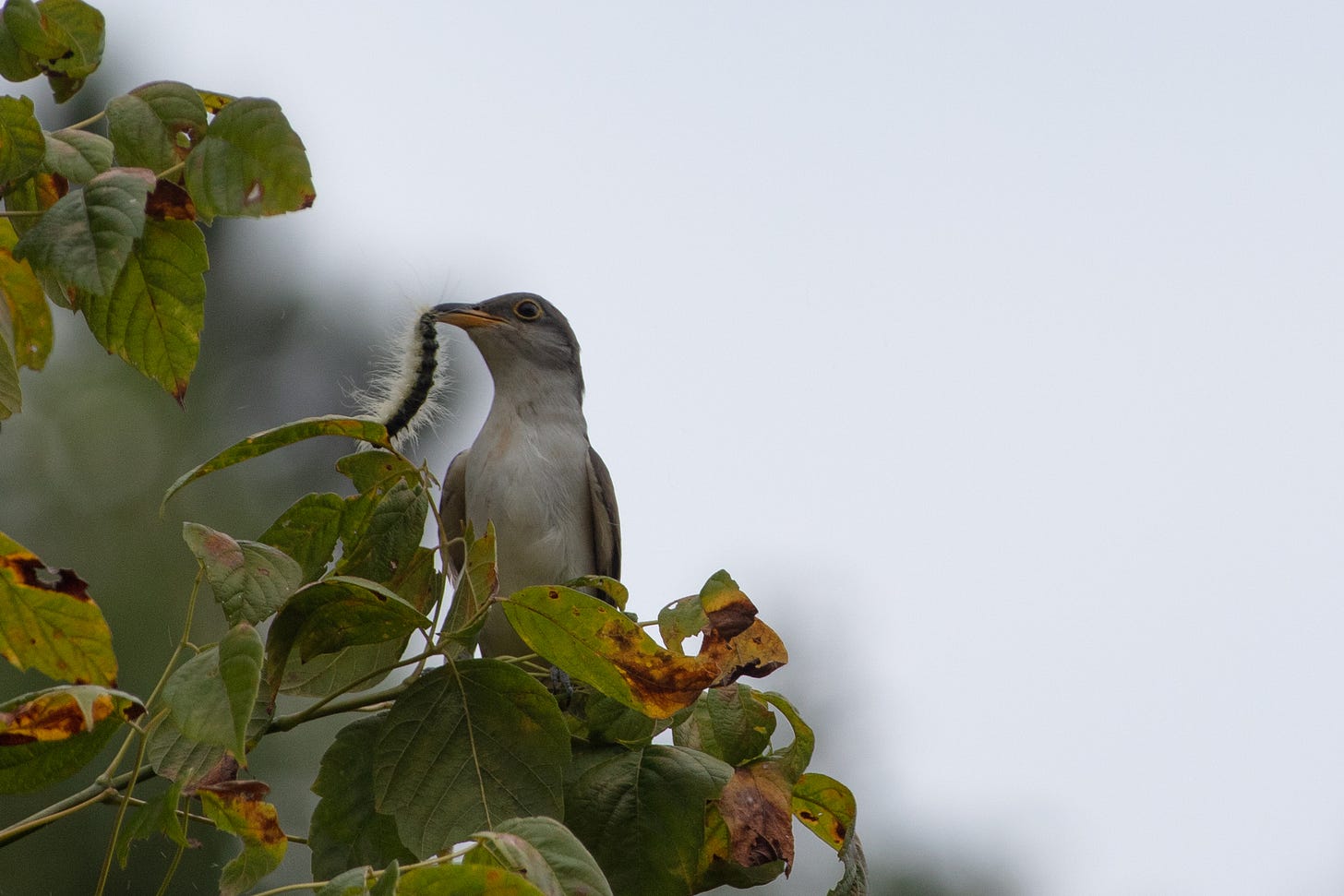 A gray and white bird with a yellow bill and yellow eyerings perched in a tree eating a fuzzy caterpillar