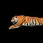Catching A Tiger By The Tail