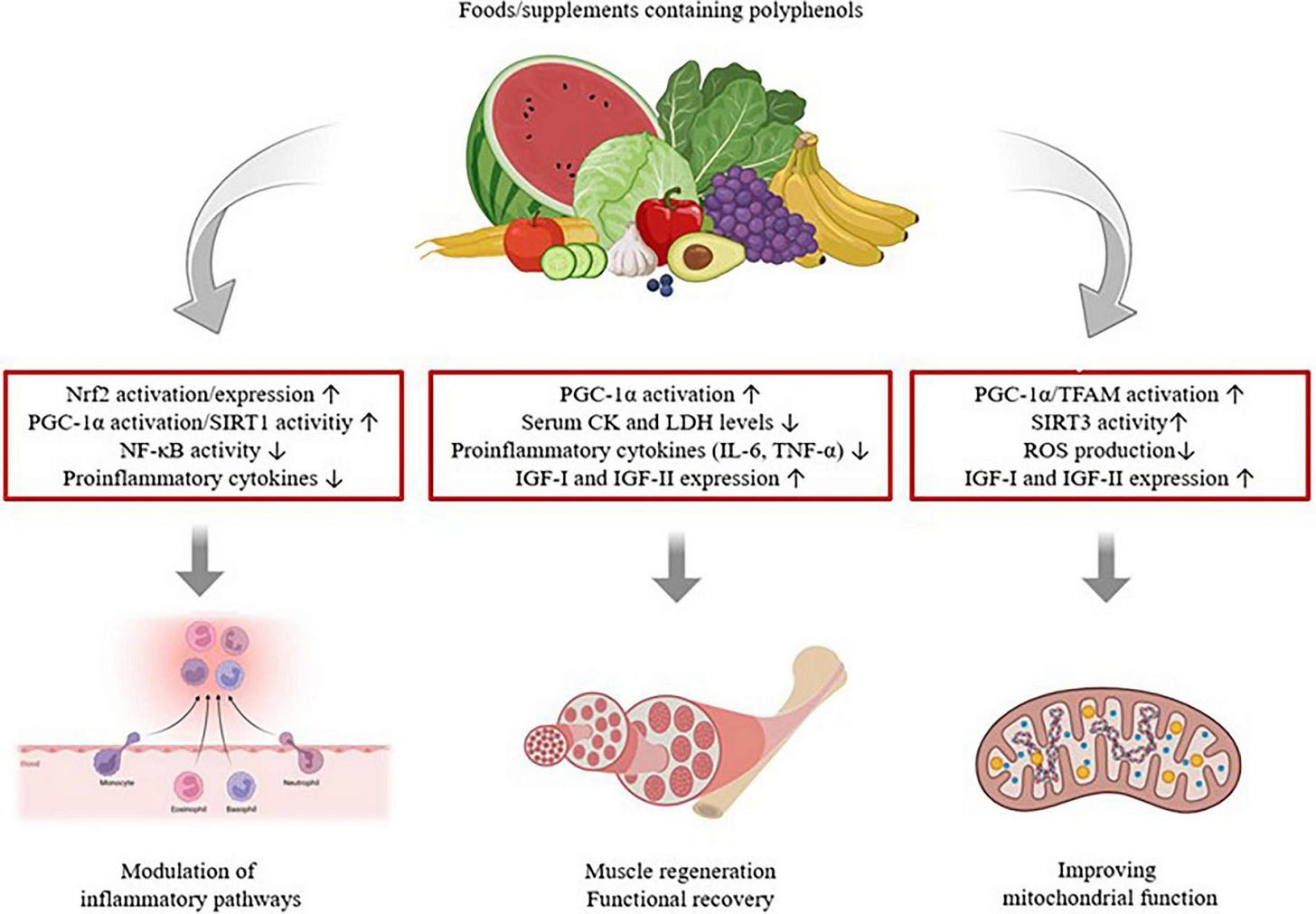 Diagram illustrating probiotics, prebiotics, and postbiotics with examples above an image of intestines, showing their benefits below as enhanced tissue repair, anti-oxidative effects, reduced inflammation, improved muscle recovery, and stimulation of the immune system. Diagram illustrating probiotics, prebiotics, and postbiotics with examples above an image of intestines, showing their benefits below as enhanced tissue repair, anti-oxidative effects, reduced inflammation, improved muscle recovery, and stimulation of the immune system.