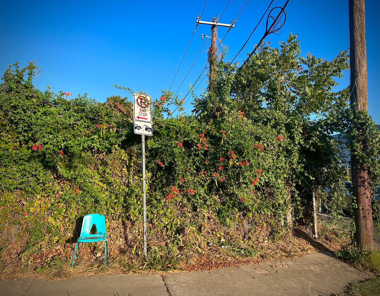 Blue chair along a sidewalk and fence overgrown with cross vine in bloom, next to the sign for a bus stop