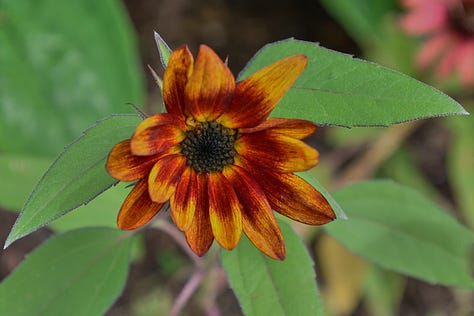sunflowers of various colors