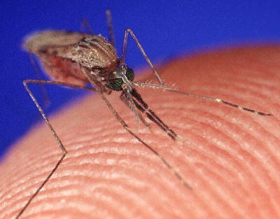 Photo: NPS photo / Wikimedia Commons (Public domain) A close-up photo of a Mosquito biting a person. Keywords: arthropods; wildlife; everglades