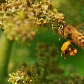 For the Pollinators!