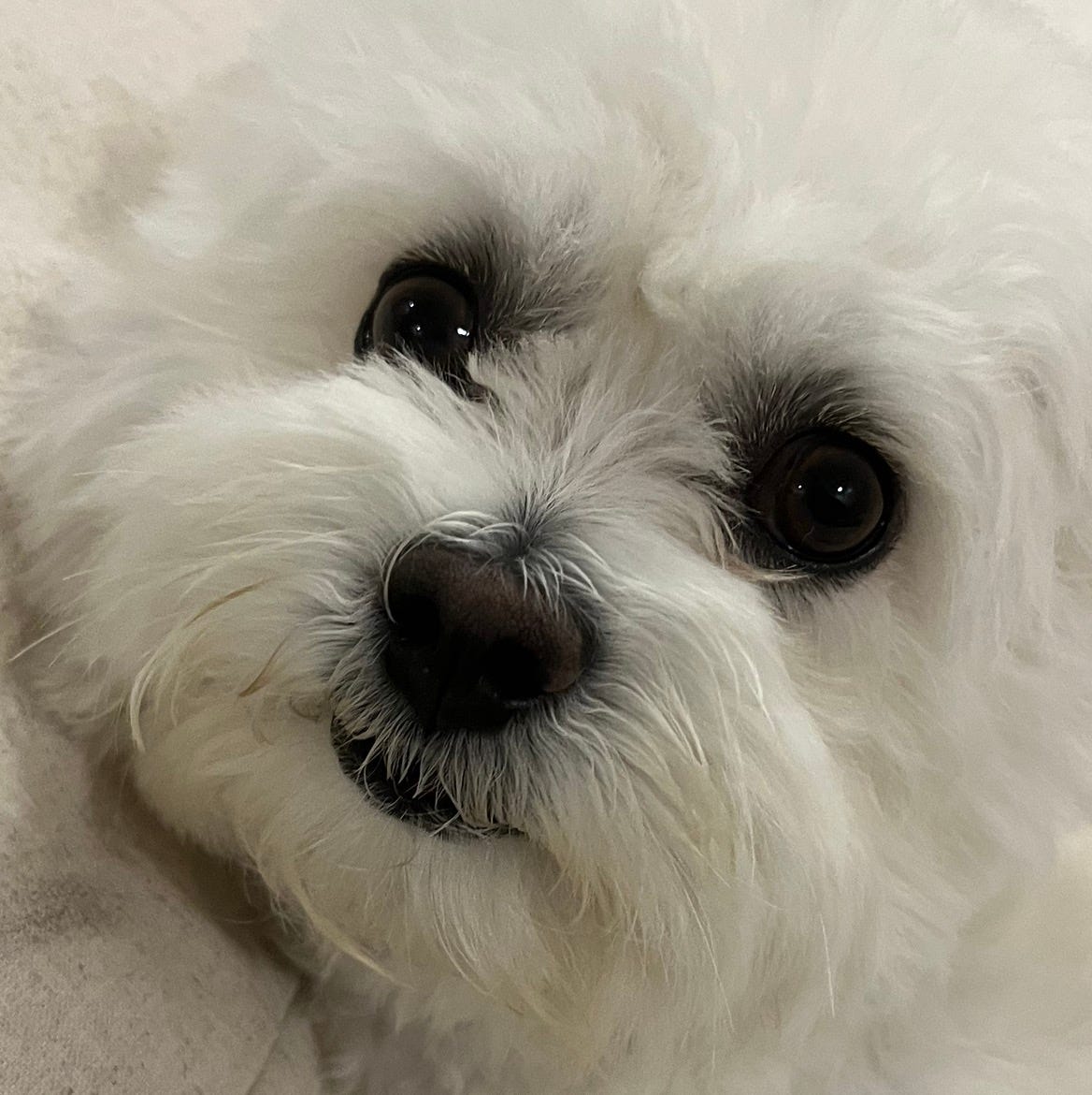 Artwork for Patagonia’s Substack