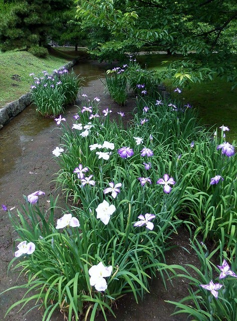 Hama-Rikyu Garden Iris Hama-Rikyu Garden Iris