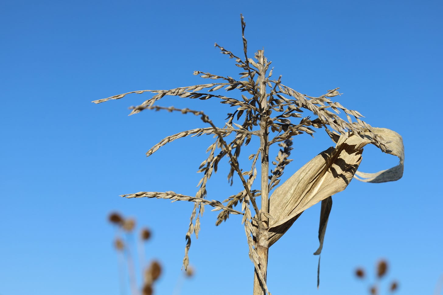 dry tassel on corn stalk in winter