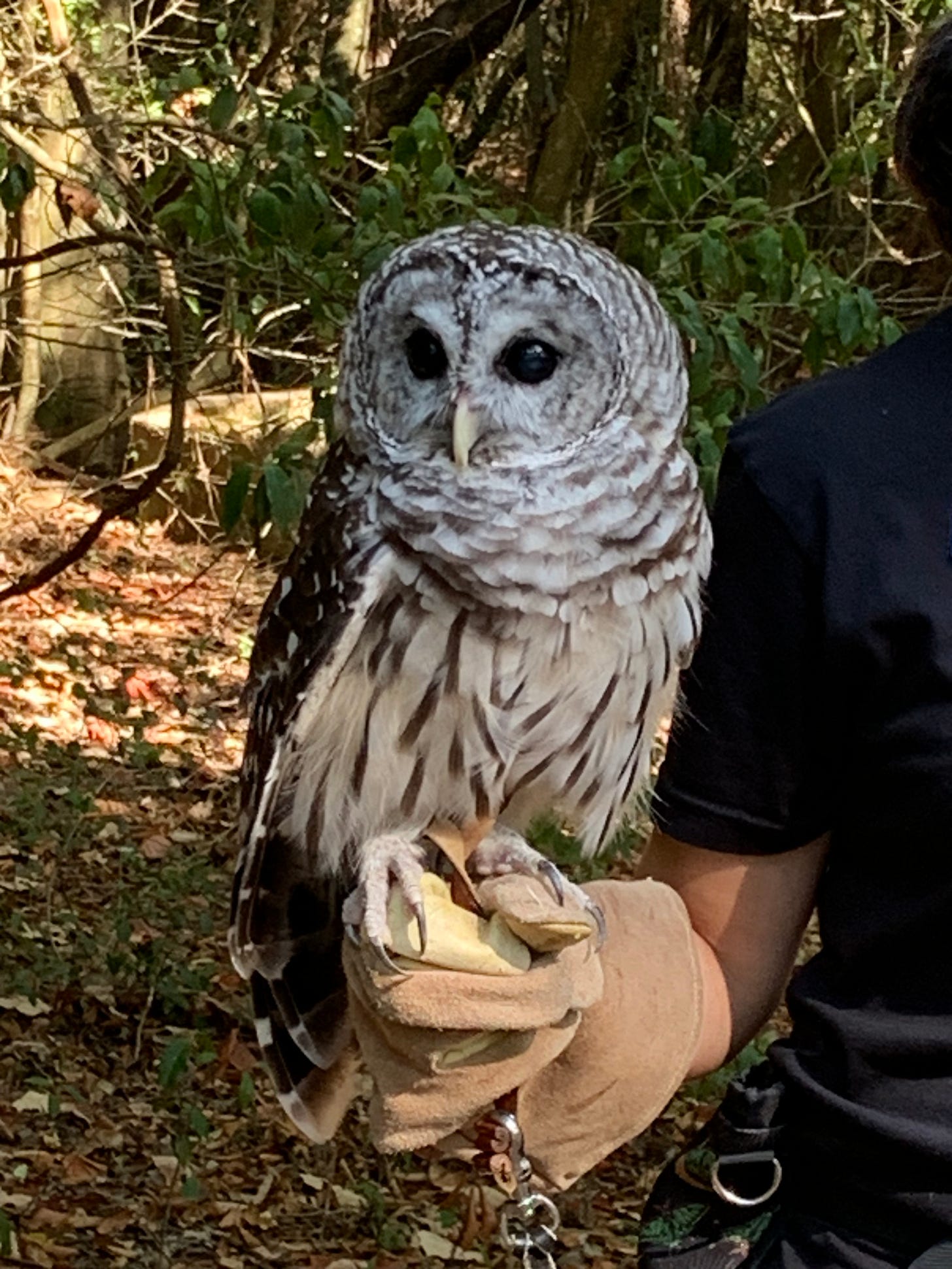 barred owl 