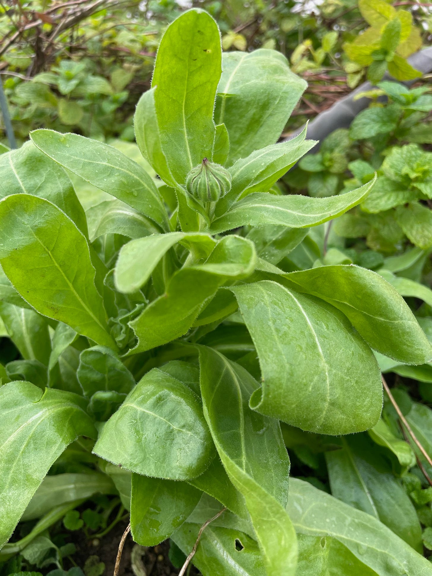 Calendula officinalis budding