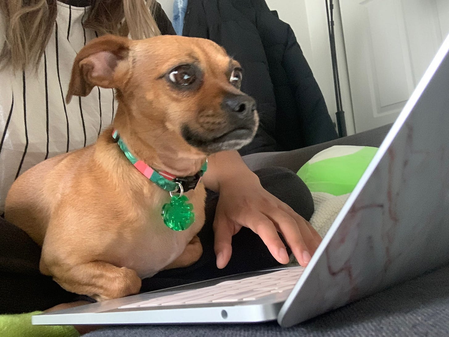 A chihuahua-dachshund mix staring at a MacBook laptop