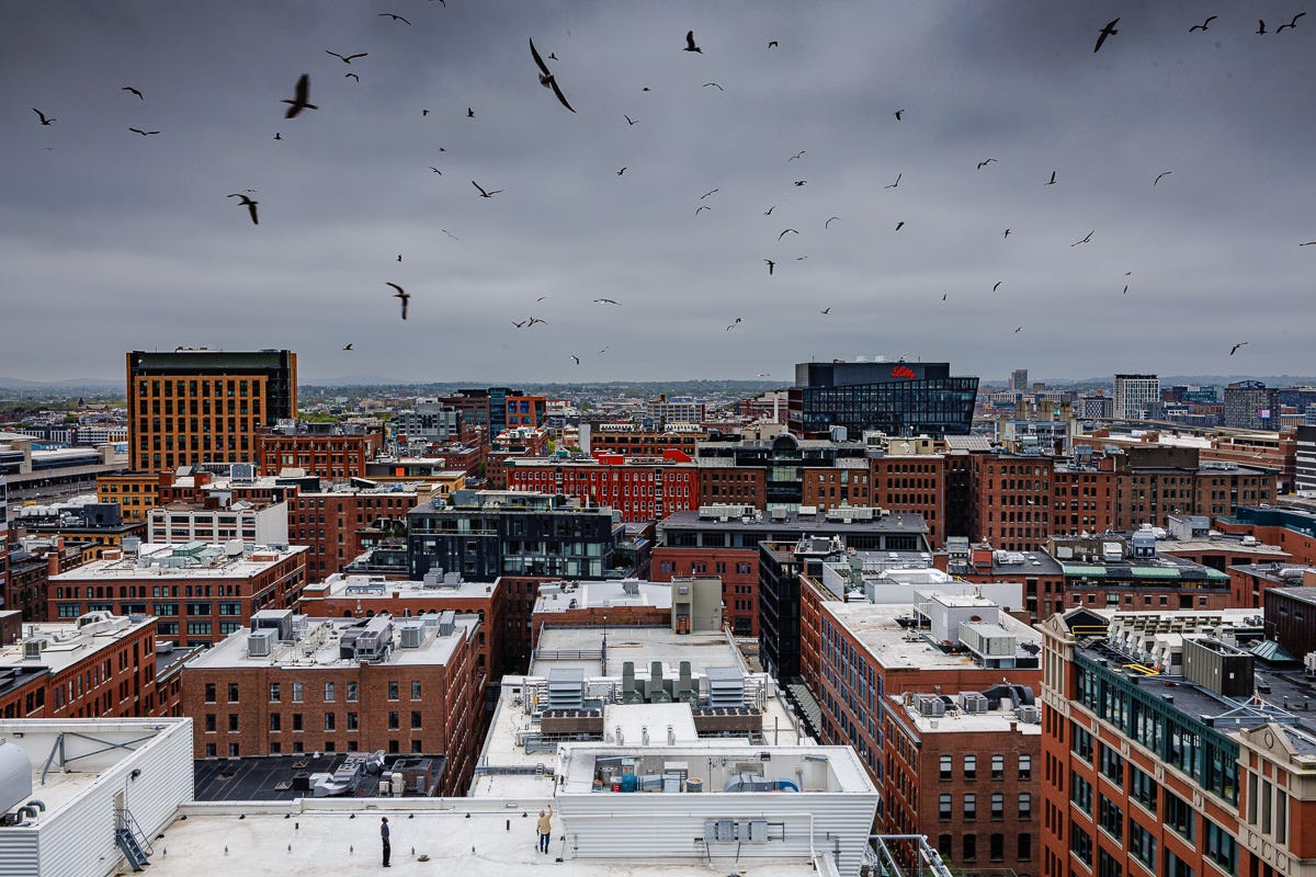 Wide color photograph of Boston Seaport skyline with scattered gulls in flight, highlighting architectural color contrasts and urban density under a gray sky. Wide color photograph of Boston Seaport skyline with scattered gulls in flight, highlighting architectural color contrasts and urban density under a gray sky.