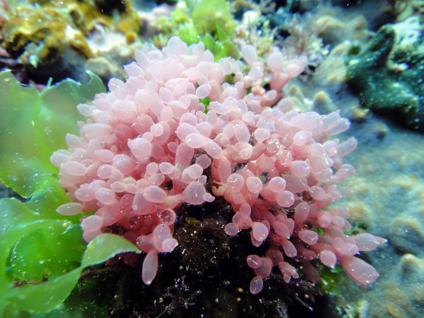 #Scinaia moniliformis from Takeshima Island, Kagoshima, Japan #Scinaia moniliformis from Takeshima Island, Kagoshima, Japan