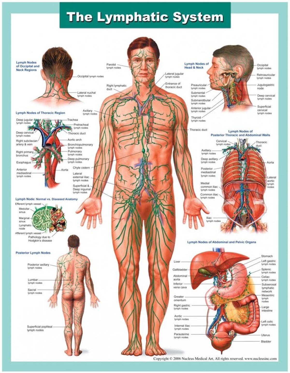 importance of the lymphatic system