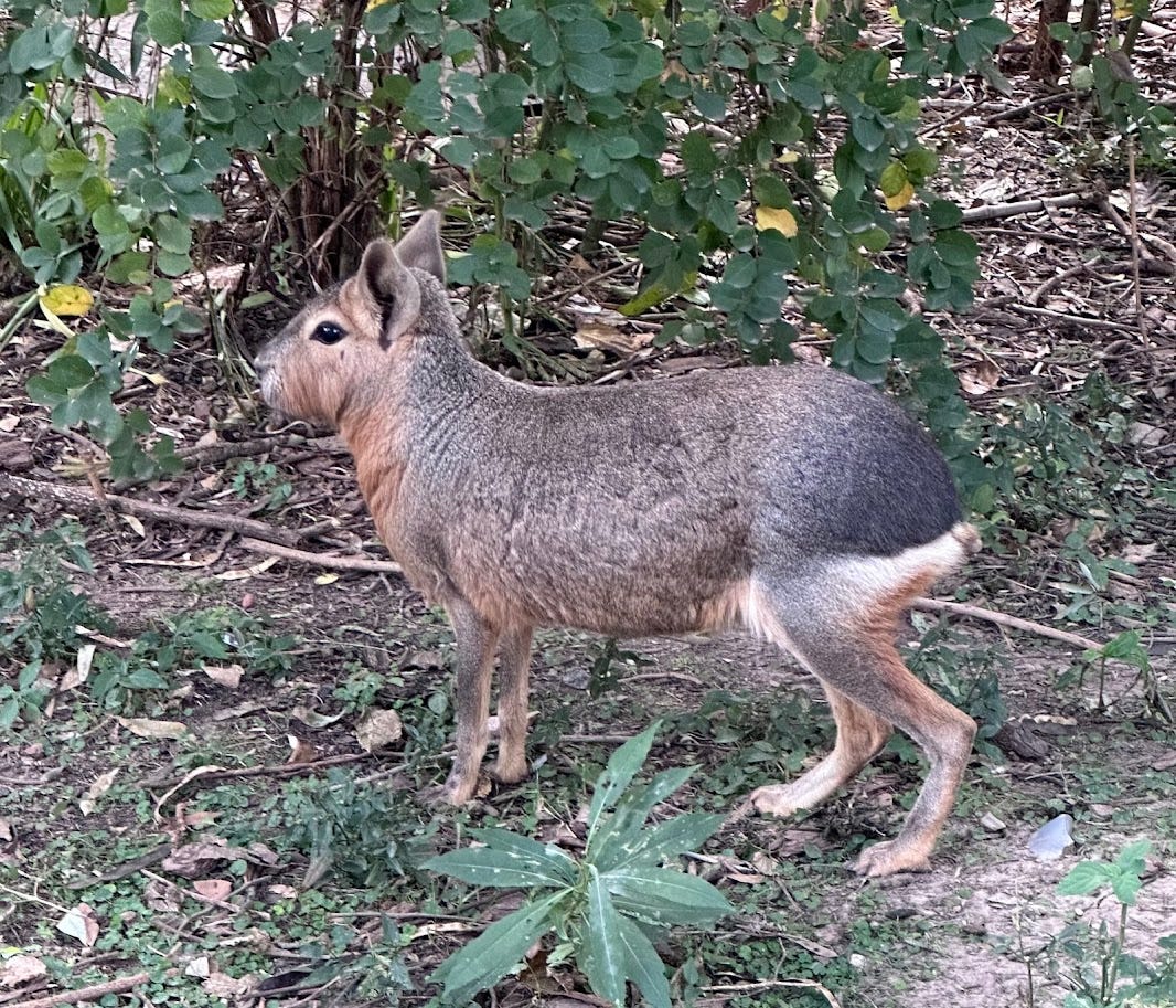 Patagonian mara, or cavy