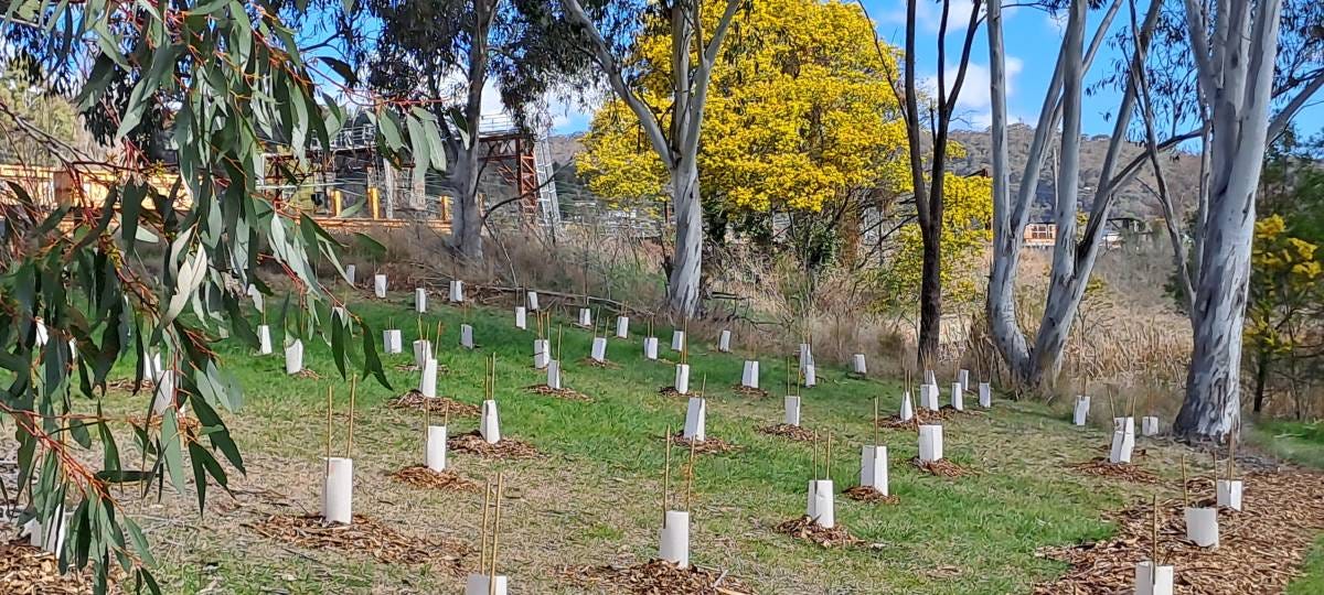 Tree plantings on the edge of Lake Pillans. Tree plantings on the edge of Lake Pillans.