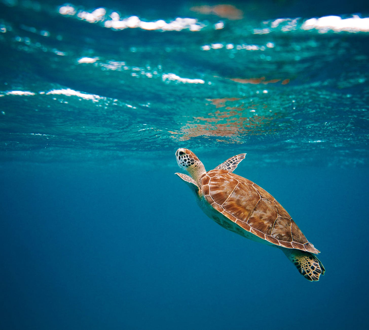 brown turtle in water during daytime