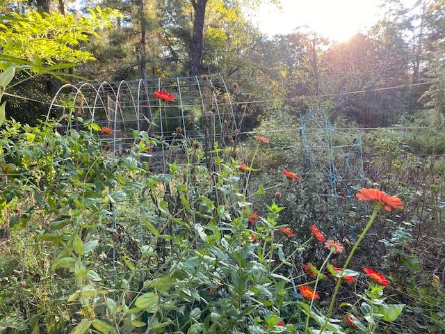 red zinnia patch in a garden