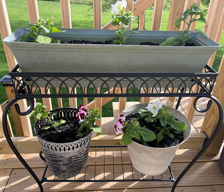 a green space with booths; a plant stand with purple and white petunias
