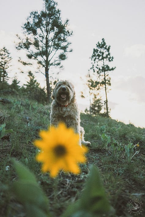 Fuji photographs of life in Montana by Tyler Knott Gregson