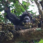 Planet Ficus Monthly Roundup #5