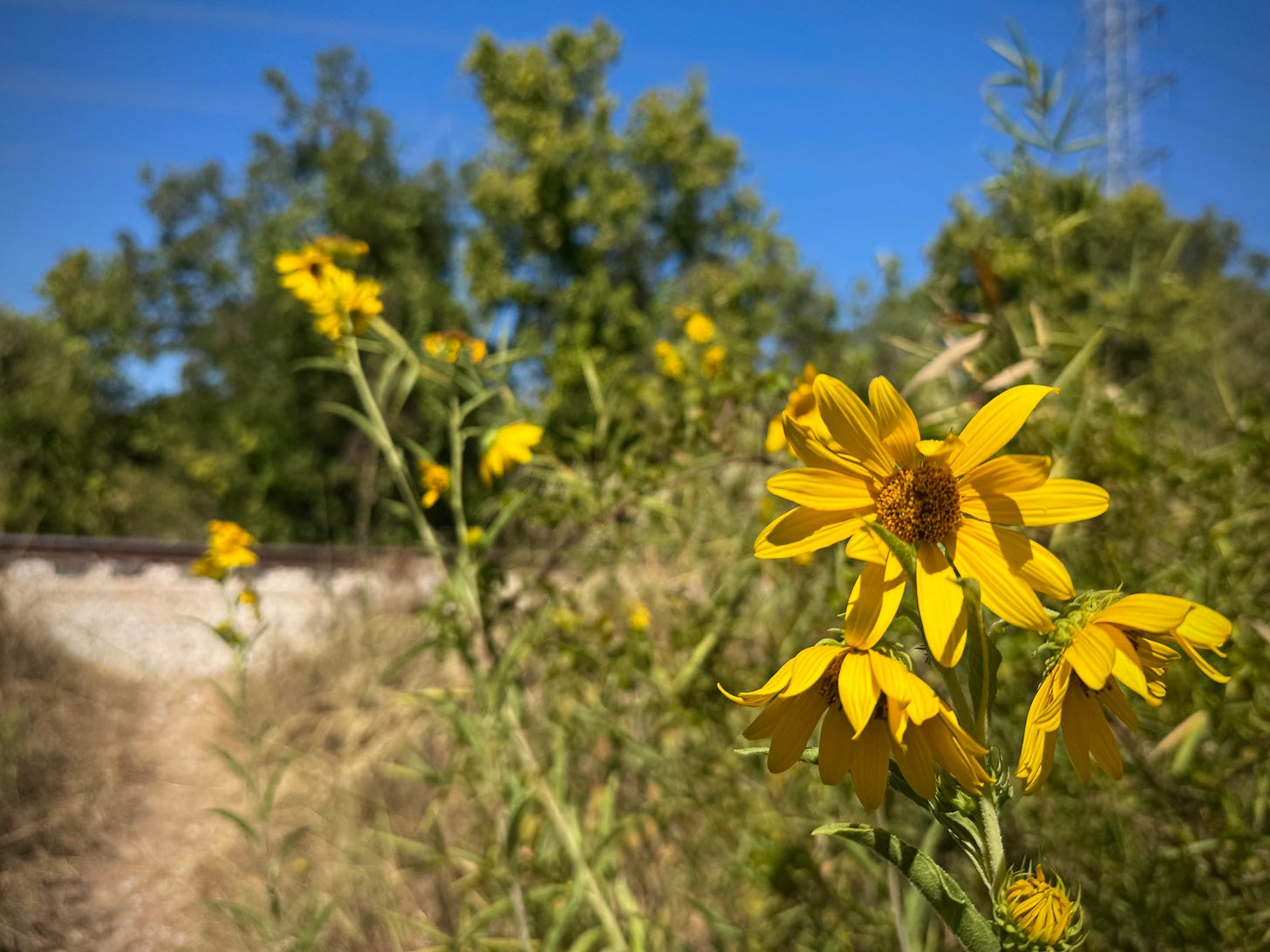 Maximilian sunflowers in bloom by railroad tracks
