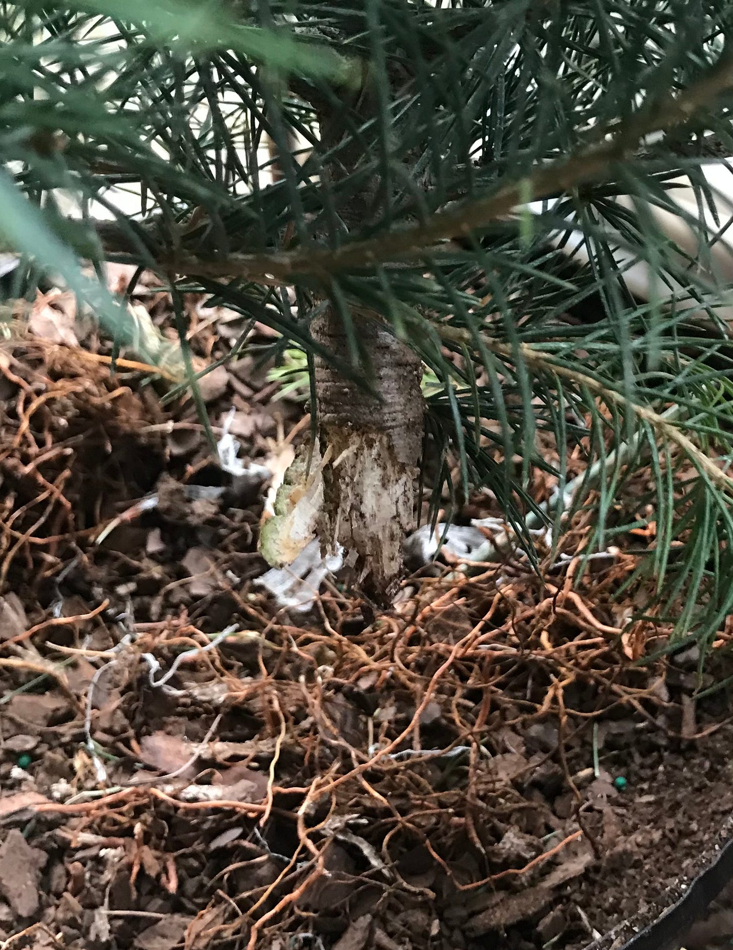 Cedar tree ripped apart at the base