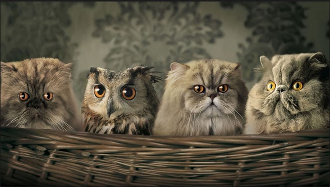 2015-03-11 owlcat 2015-03-11 owlcat