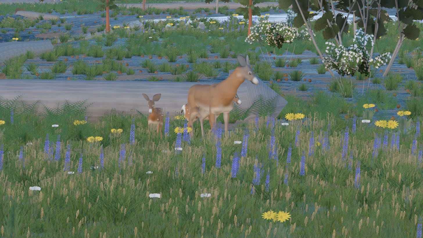 A mule deer doe and two spotted fawns grazing among lupine in Cook's Meadow. A mule deer doe and two spotted fawns grazing among lupine in Cook's Meadow.