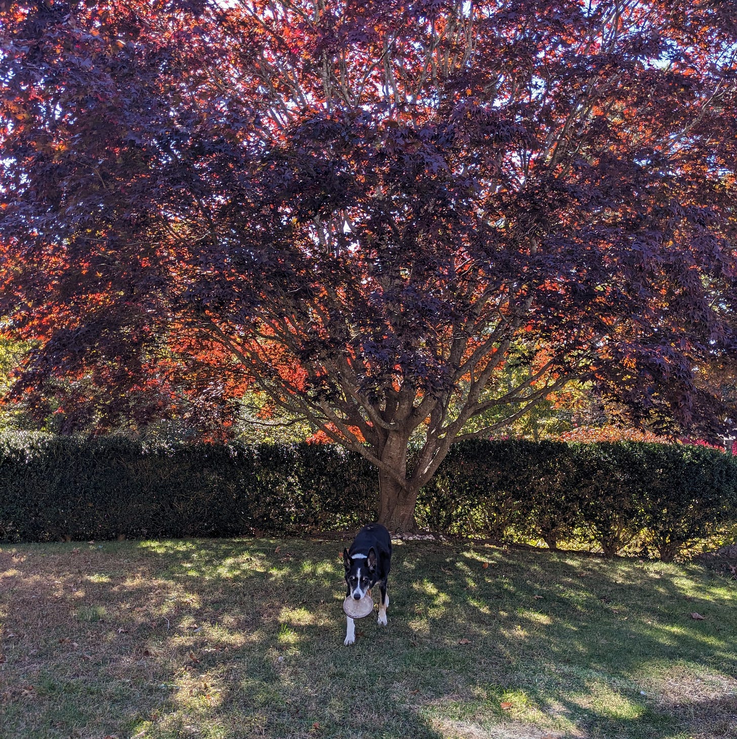 Crimson maple tree, still with all of its crimson leaves in place Crimson maple tree, still with all of its crimson leaves in place