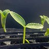 The Beanstalk