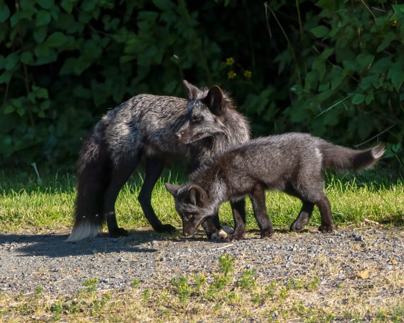 20250610-SJI3-887-Edit.jpg 20250610-SJI3-887-Edit.jpg