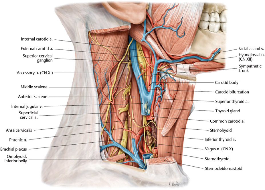 pescoço, anatomia, lipoaspiração submentual, lipoaspiração de papada
