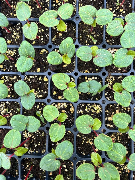 A gallery of six images: tomato seedlings in pots, many collards in a tray, many bok choy in a tray, shiso seedlings in a tray, tomato seedlings in a tray, and a brown paper bag with three stacks of green plant pots.