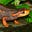 Piggy Better's avatar