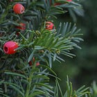 No one is hiding cures for cancer: many cancer drugs start with natural compounds