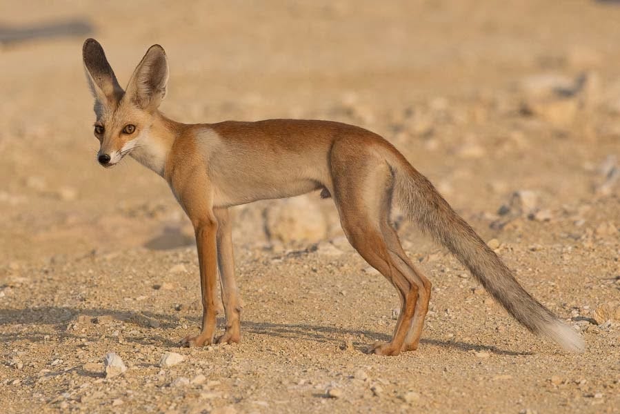 Birds of Saudi Arabia: Arabian Red Fox - Dhahran Hills Birds of Saudi Arabia: Arabian Red Fox - Dhahran Hills