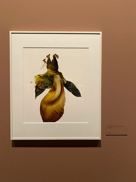 A magazine spread in an exhibition of flowers, flowers framed on the wall