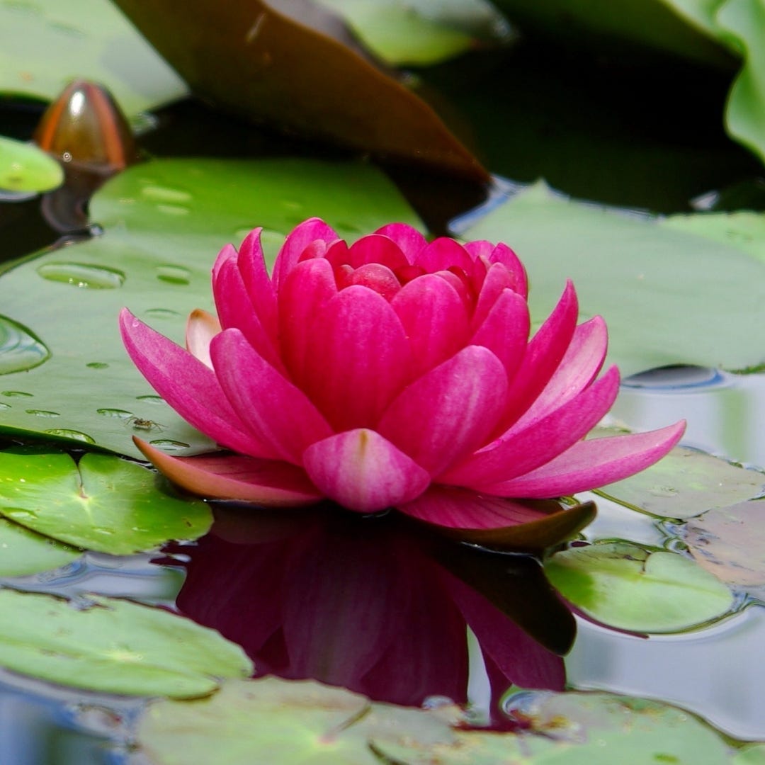 Finding Bliss Amidst the Hard