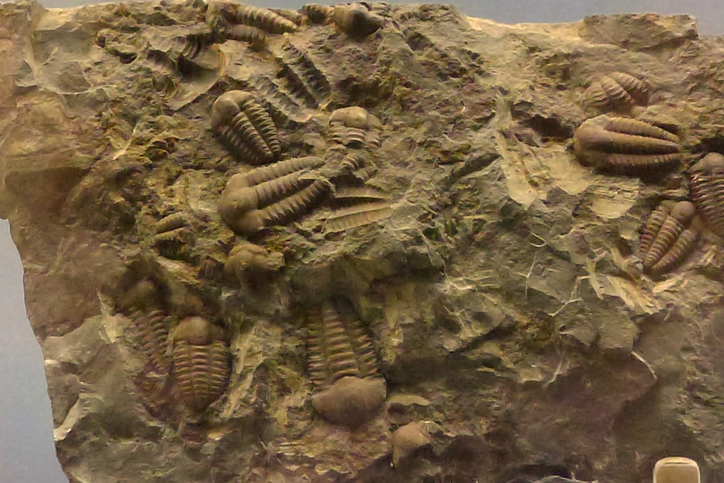 rock with trilobite fossils