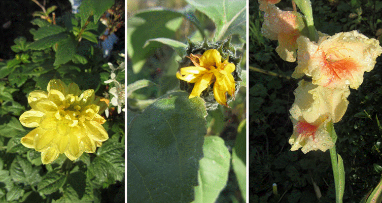 A collage of flowers

AI-generated content may be incorrect.