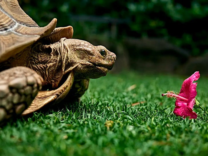 Fred about to eat a red hibiscus flower, his favorite snack. Spencer Lowell for The New York Times