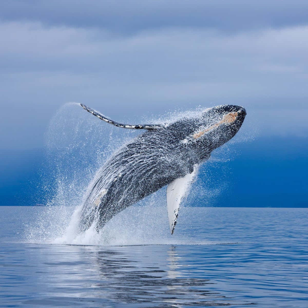 Download Whale Jump Picture | Wallpapers.com