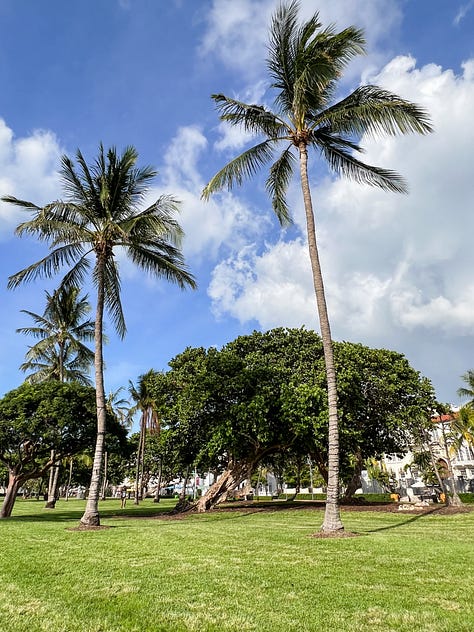 Photos of trees, plants and flowers on sunny summer days.