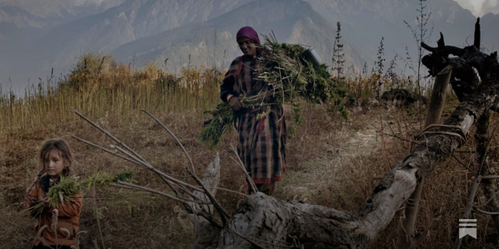 A Quebec sativa that delivers major holiday highs, image size:1600x800